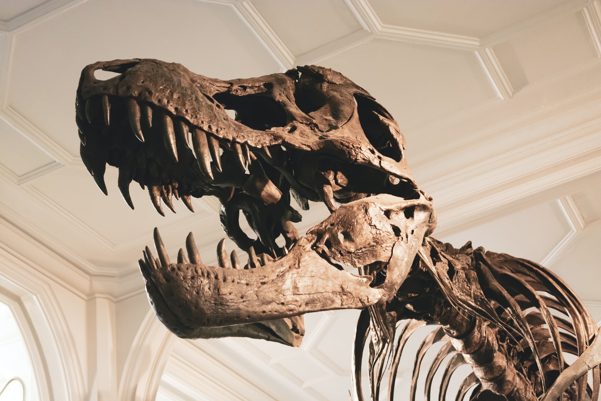 恐竜科学博グッズの買い方は 小坂菜緒コラボのラインナップを紹介 トレンド情報発信ブログ